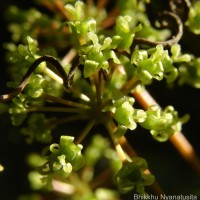 Smilax perfoliata Lour.